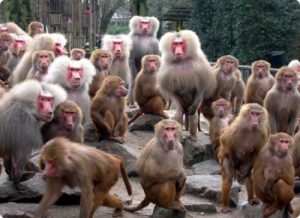 monkeysphere